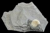 Ammonite (Promicroceras) Fossil - Lyme Regis #166633-1